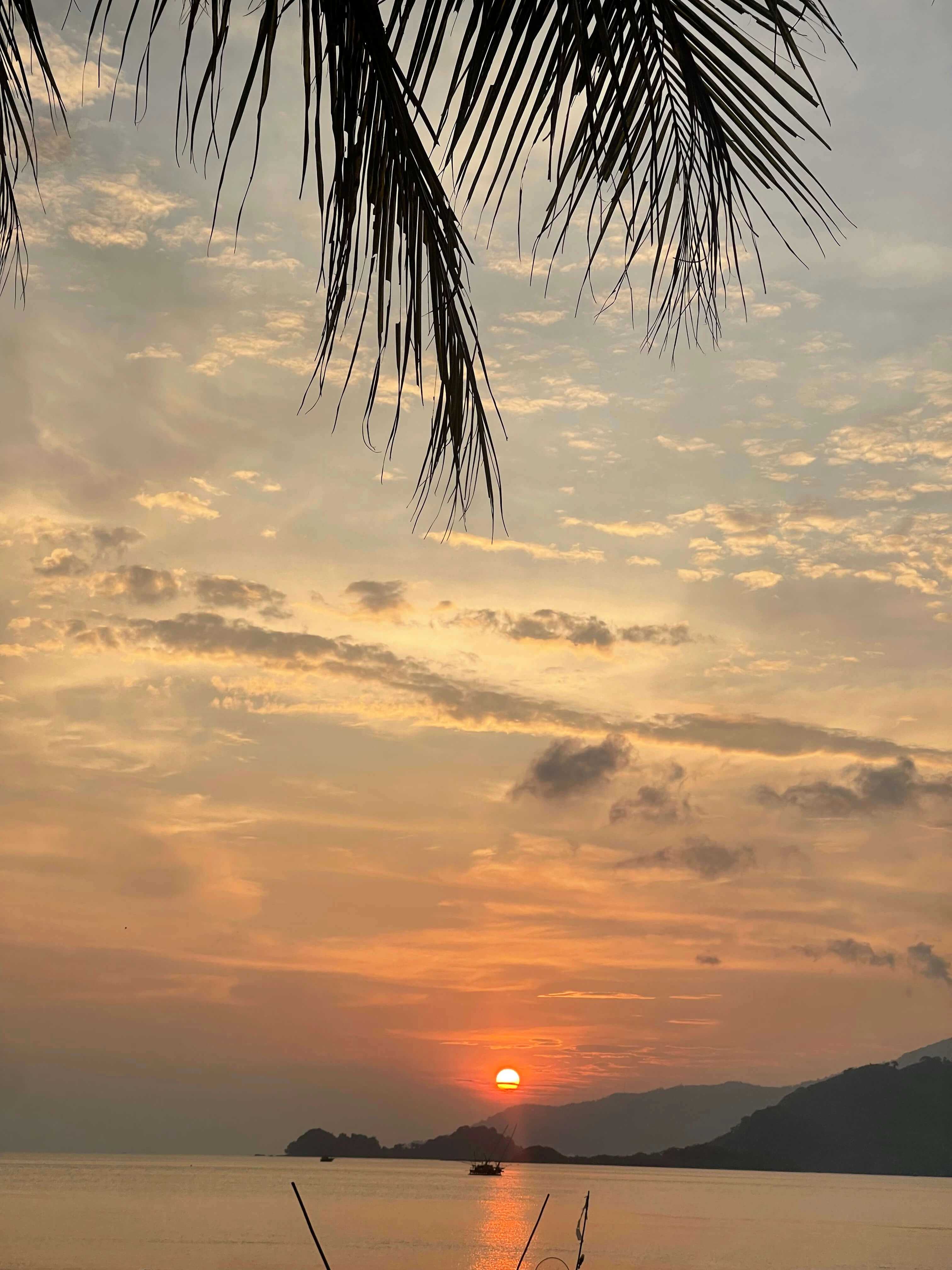 Sunset Palm View